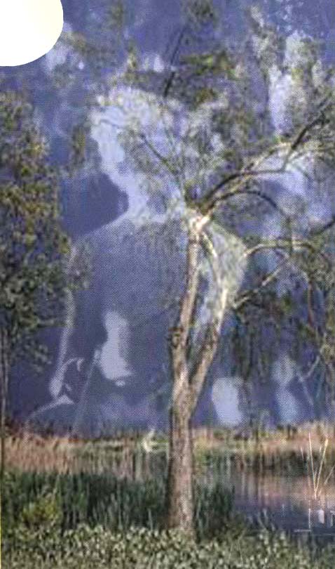 albero.jpg (72475 byte)