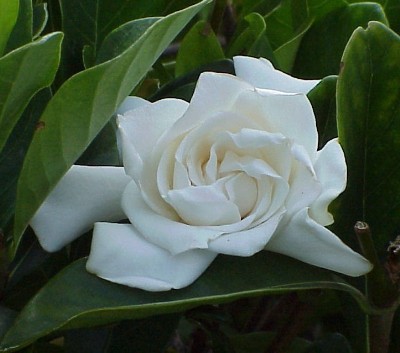 rosa.jpg (34419 byte)